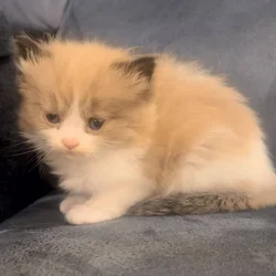 Kitten needs a new home!