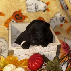 Pit mix Puppies