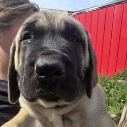 English Mastiff