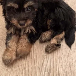 Buddy