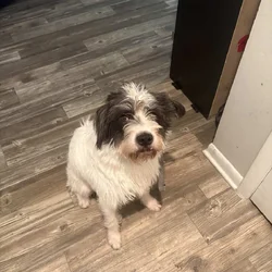 Giving away a puppy for free