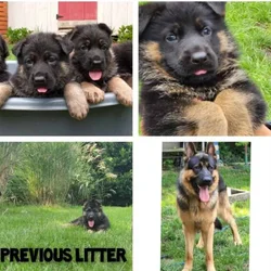 Big beautiful AKC GSD