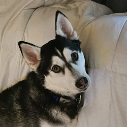 Husky named Noodle needs a new home