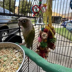 Peach Check Conure w/ cage