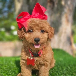 Coco-F1b Mini Goldendoodle