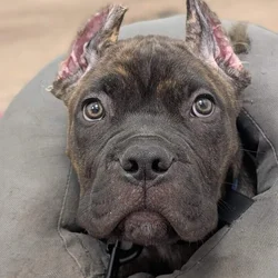 12 week Cane Corso puppy