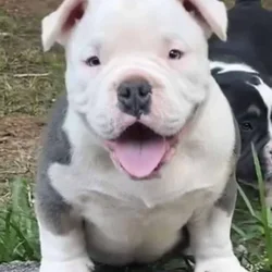 PRADA NEEDS A HOME
