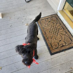Schnoodle (Schnauzer/Standard Poodle mix)- 6 month