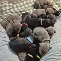 Doberman puppies