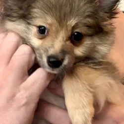 Ceedey the AussiePom
