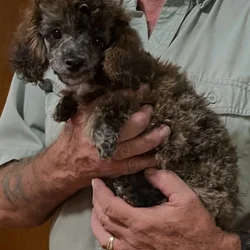 Toy Poodle