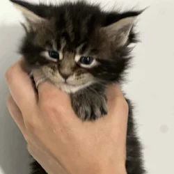 EUROPEAN GORGEOUS MAINE COON Kittend tica text