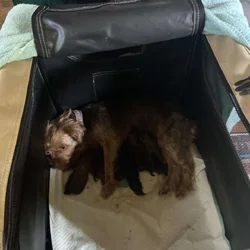 Yorky puppies