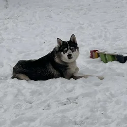 2 husky brothers need a new home