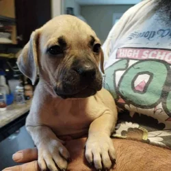Boerboel/Presa Canario Mix puppies