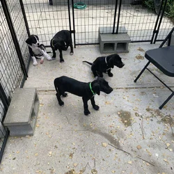 Female Great Dane Puppy.
