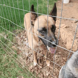 Husky mix to good home