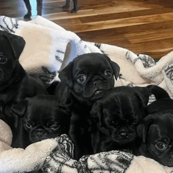 Chug puppies