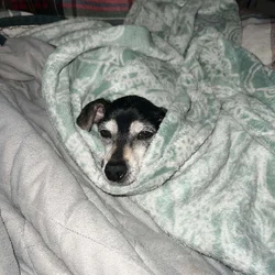 Looking for female Chiweenie