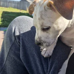 Pitt bull/Blue heeler mix puppies for sale