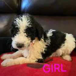 Goldendoodle pups