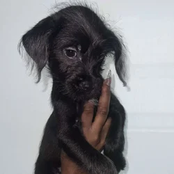 Say hello to Onyx