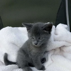 Sweet kitty