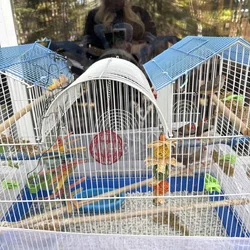 Finches