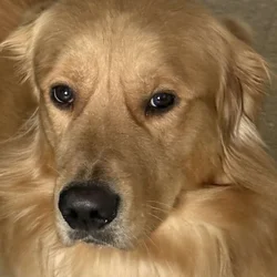 Rehoming Golden Retriever – Needs a Loving Home (Y