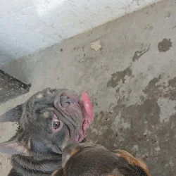 Frenchie