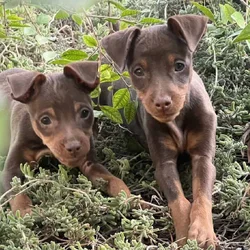 miniature pinscher puppies