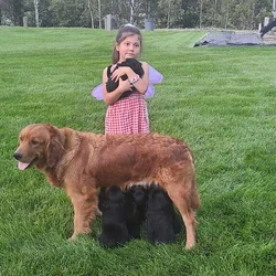Puppies for sale!