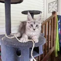 Maine Coon Kitten
