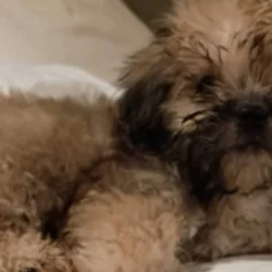 Mal-Shi puppies for sale Male Yogi