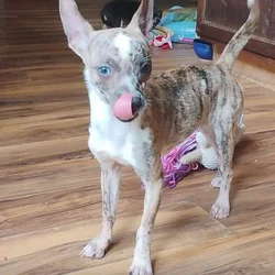 Merle Deerhead Chihuahua