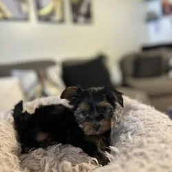 Puppy for sale