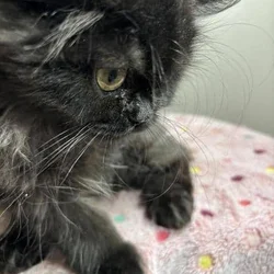 Black Doll Face Persian Kitten