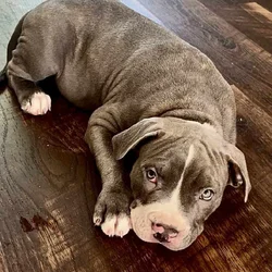 Pitbull Puppy