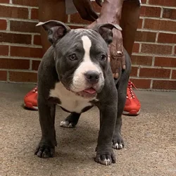 ABKC standard American Bully Female