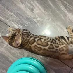 Fabulous Bengal Kittens