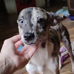 Deerhead Merle Chihuahua
