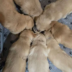 Golden retriever puppies