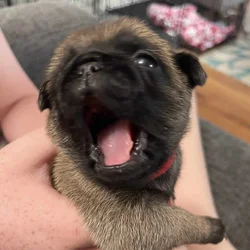 Purebred Pug Puppies