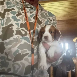 American Brittany Pups