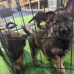 Litter of 7 German Shepard and Belgian Malinios