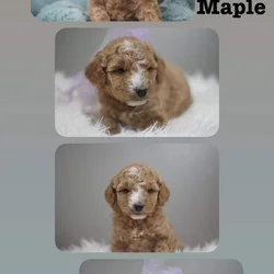 F1b mini GoldenDoodle (Maple)