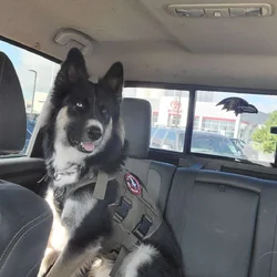Husky Shepherd Mix