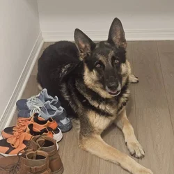 Samson German Shepard for Sale