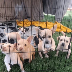 Chihuahua puppies 8 wks old