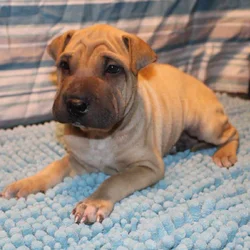 Oripei Sharpei/Pug